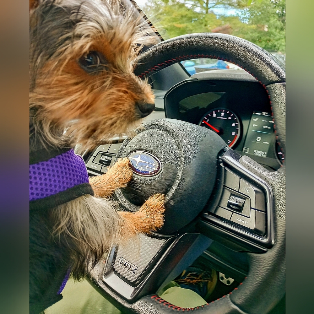 Driving Dog Not For Sale